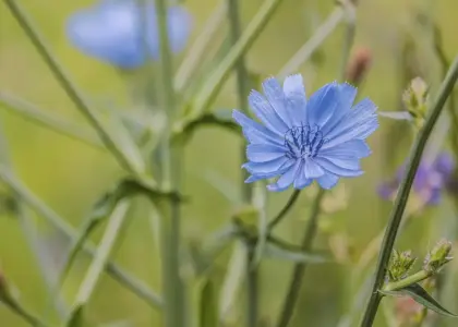 Medvirkende i Mean Girls 2