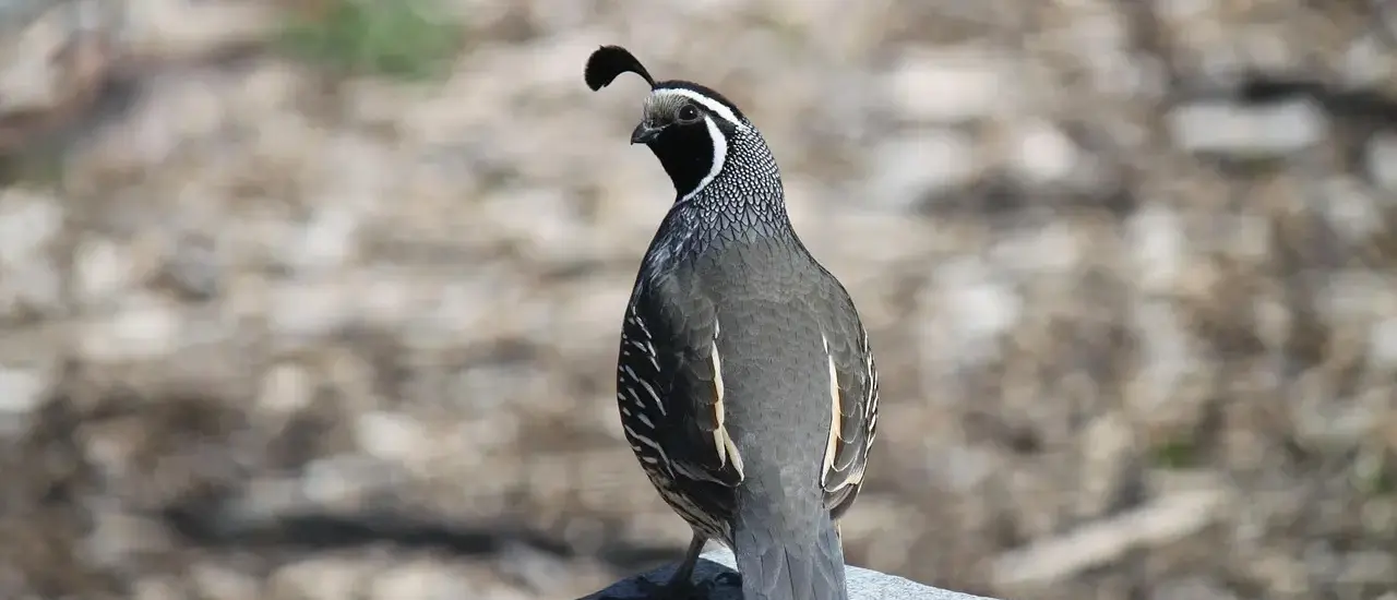 Medvirkende i Only The Brave