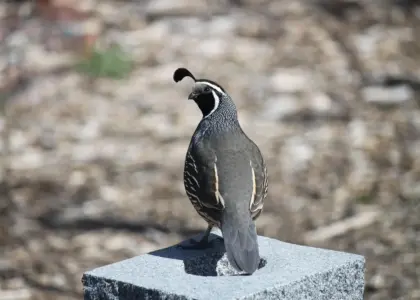 Medvirkende i Only The Brave