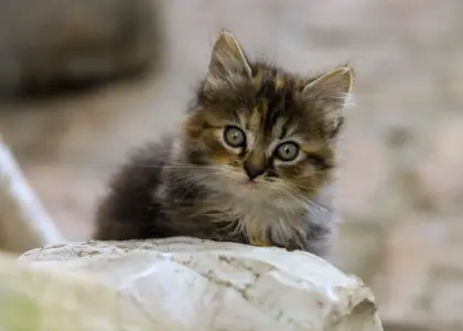 Medvirkende i The Queen