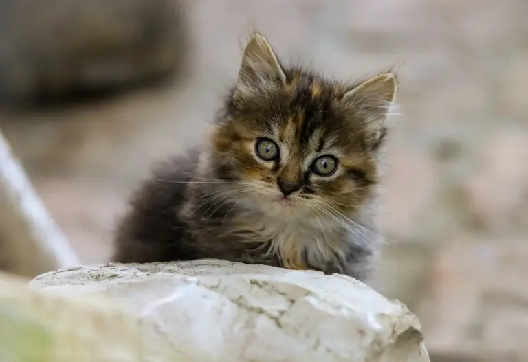 Medvirkende i The Queen