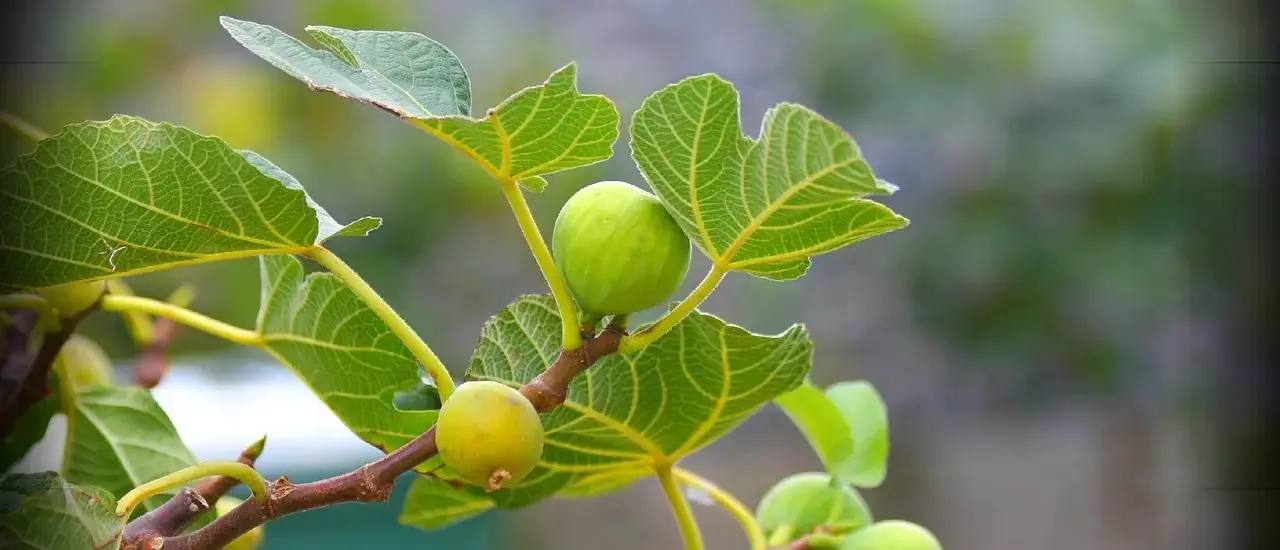 Sådan dyrker du figentræ i krukke i dansk klima