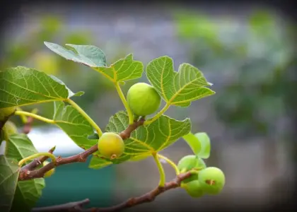 Sådan dyrker du figentræ i krukke i dansk klima