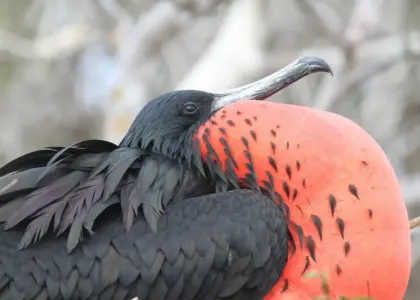 Skibe svar til dit krydsord